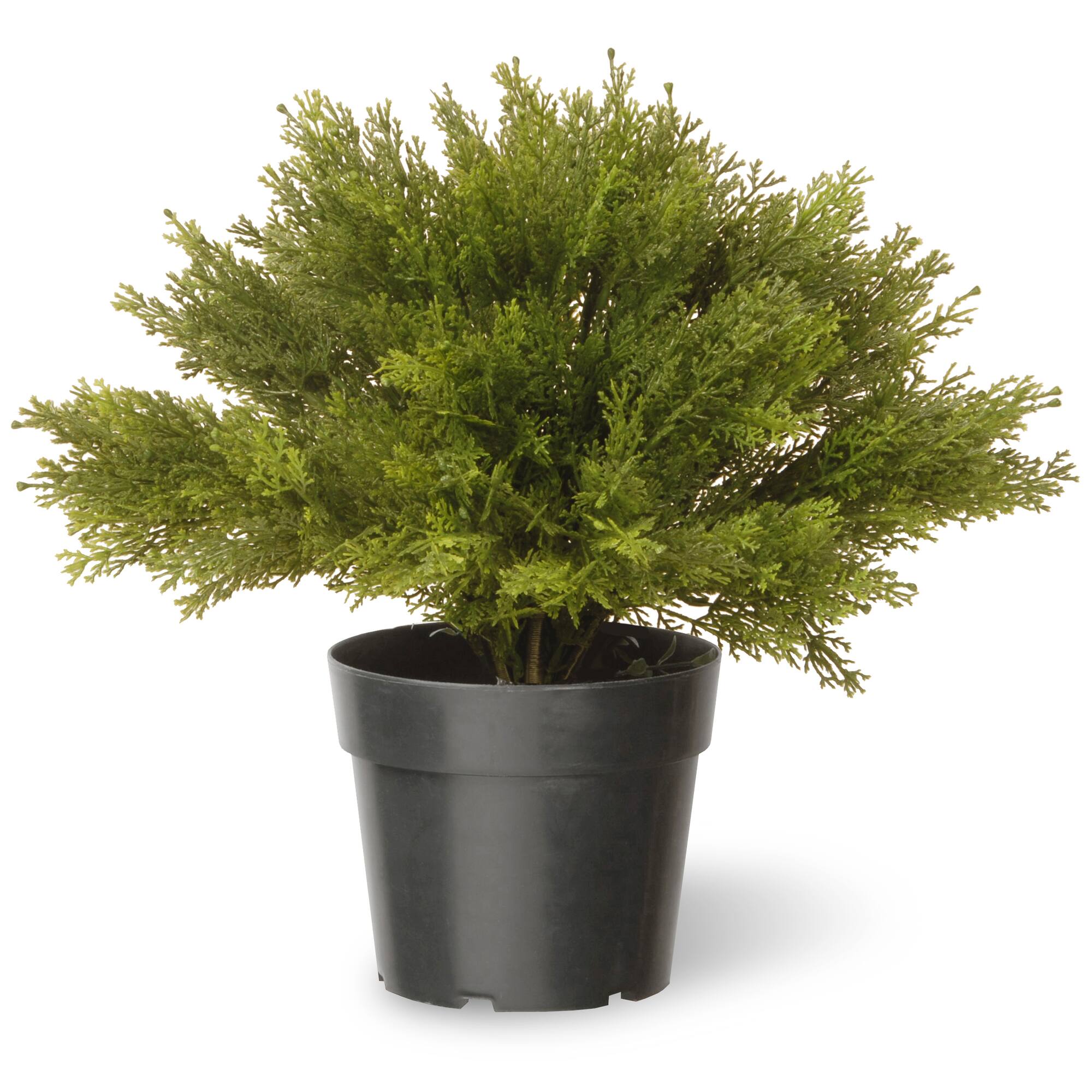15" Globe Cedar Tree
